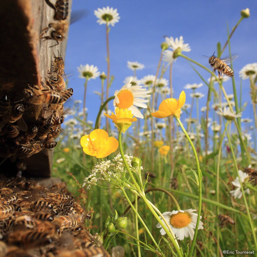 WORLD BEE DAY